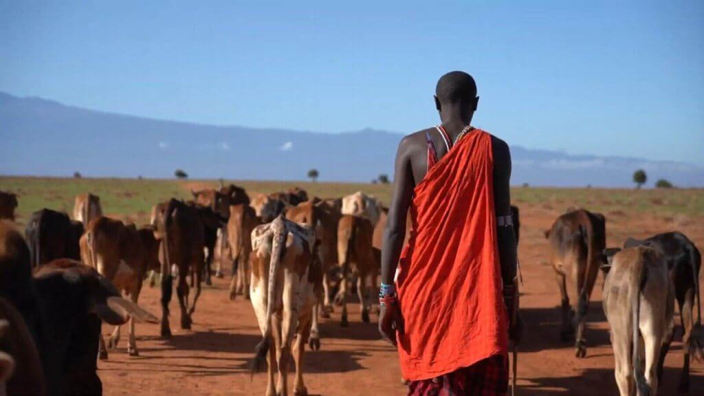 Farmer with livestock