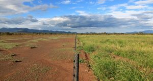 Grass seed bank