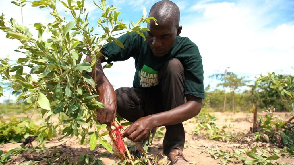 2_Dodoma Tanzania_Work_What we do_Justdiggit_tanzania_tree_kisiki_hai_farmer