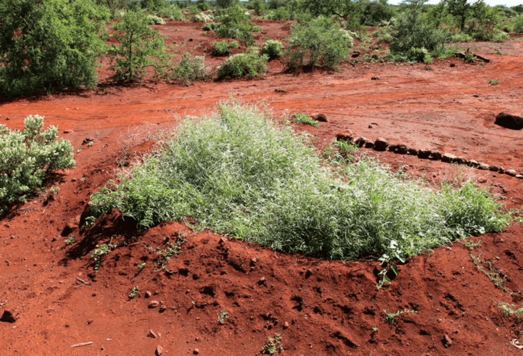 Green bund Kenya
