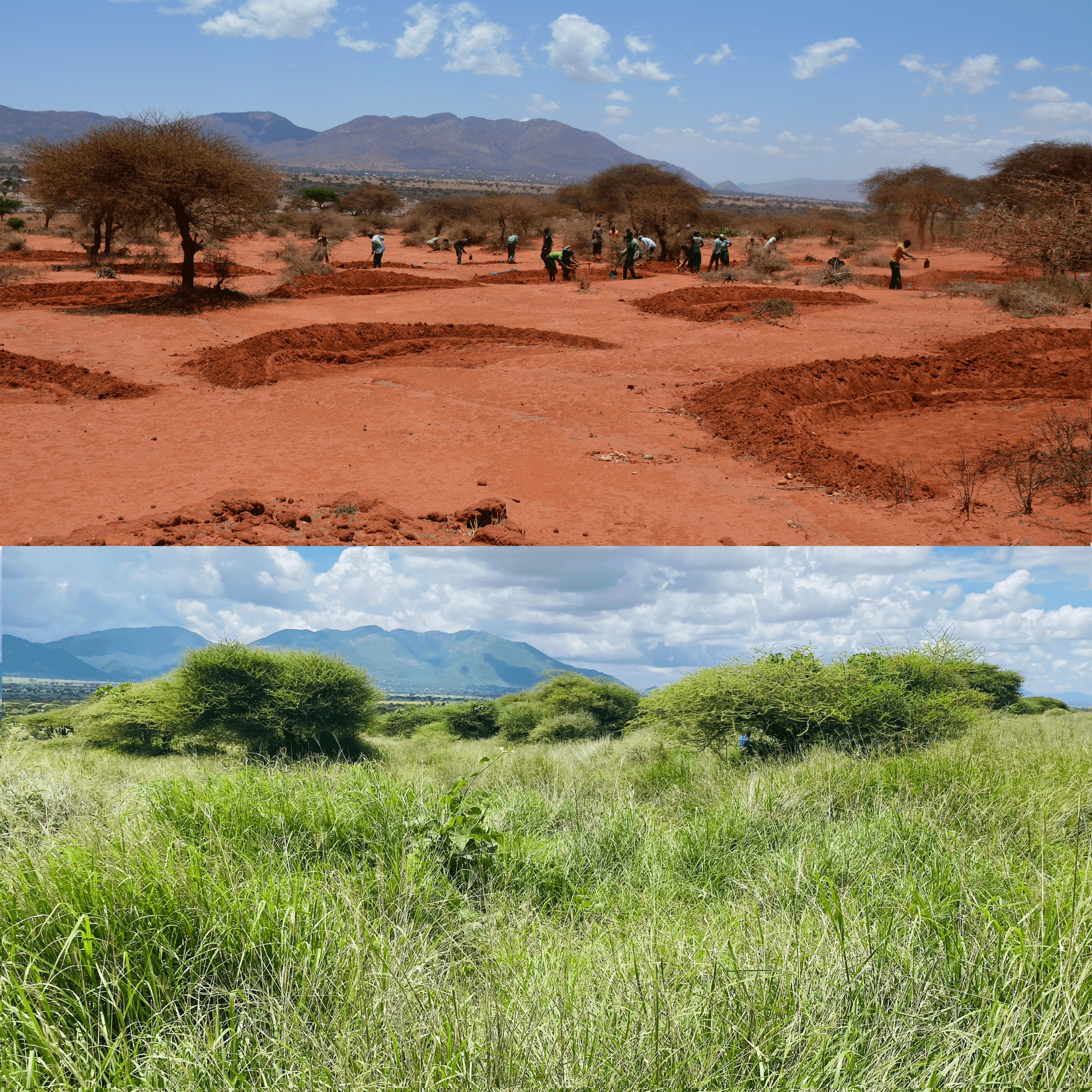 pembamoto bunds before after