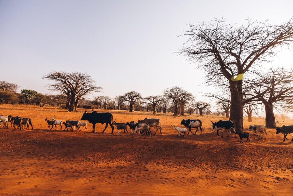 Drought - Africa - goat - Justdiggit