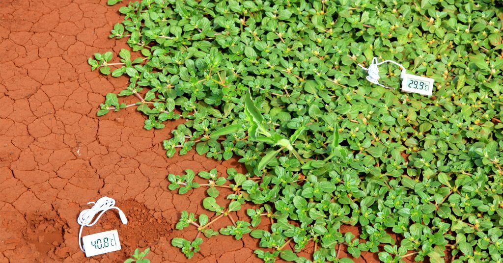 3_Impact_what we do_Justdiggit_cooling_soil_temperature_vegetation