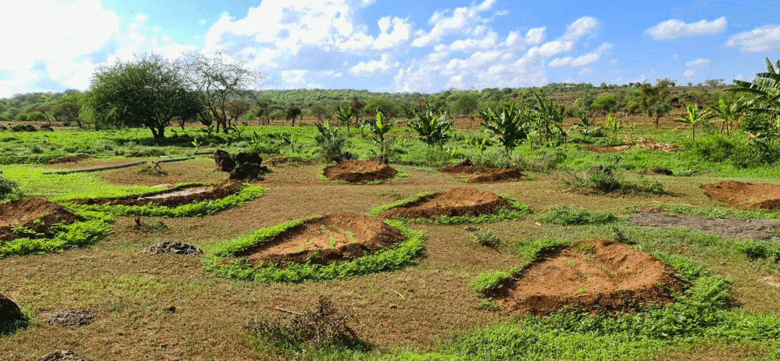 Tomato farm