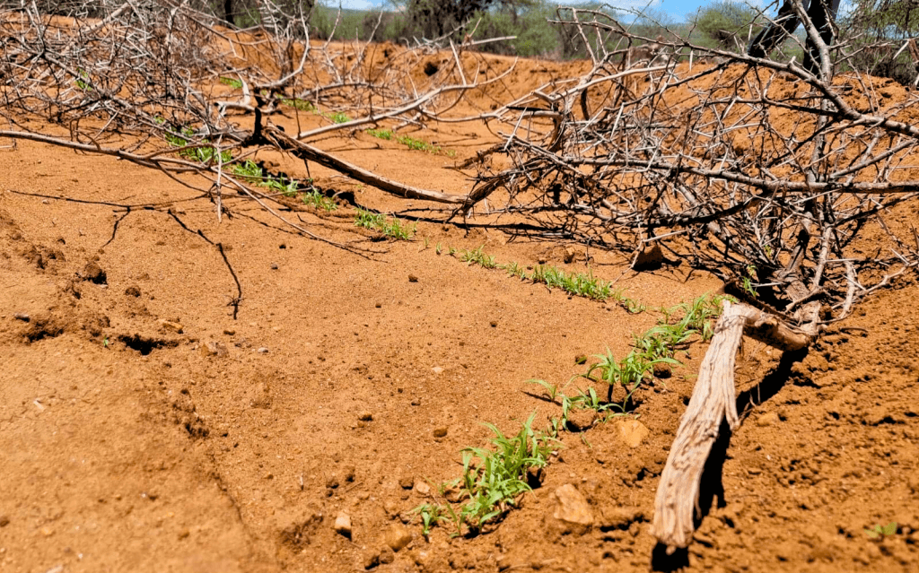 northern kenya grass growth