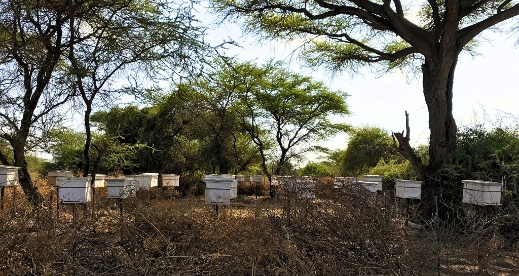 Beehives Justdiggit, Kenya 