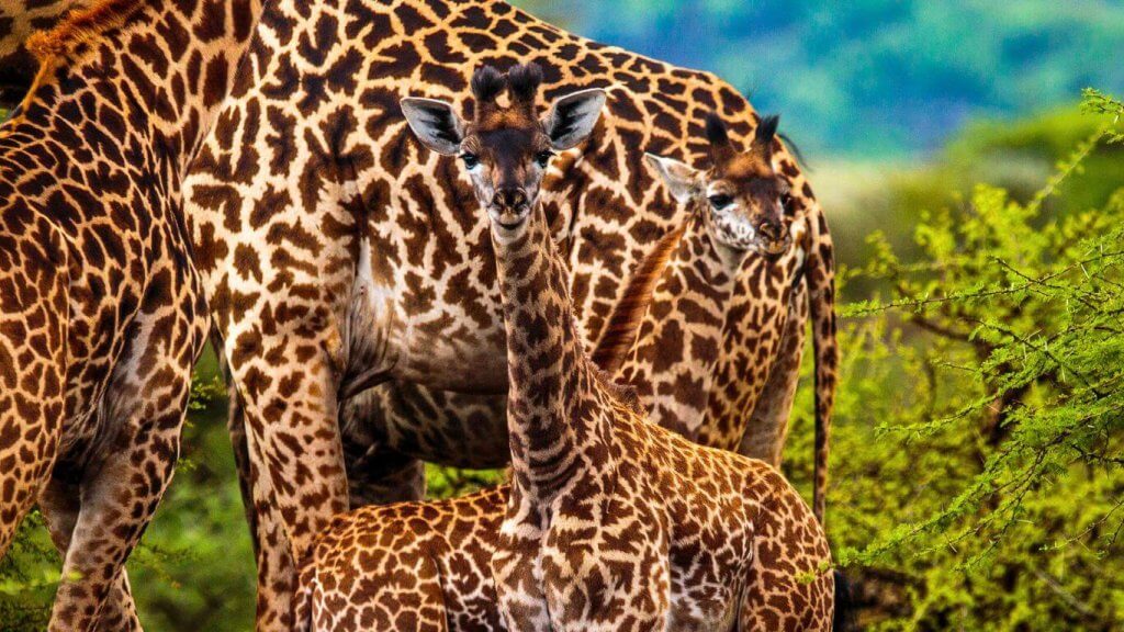 The ecosystem_Evergreen header