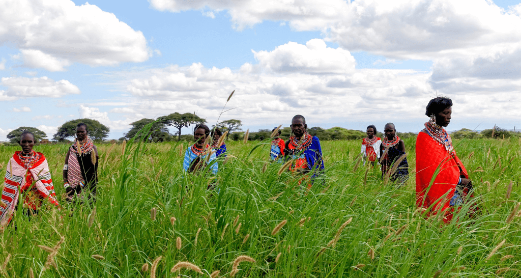 Maasai Women Colleting grass seeds