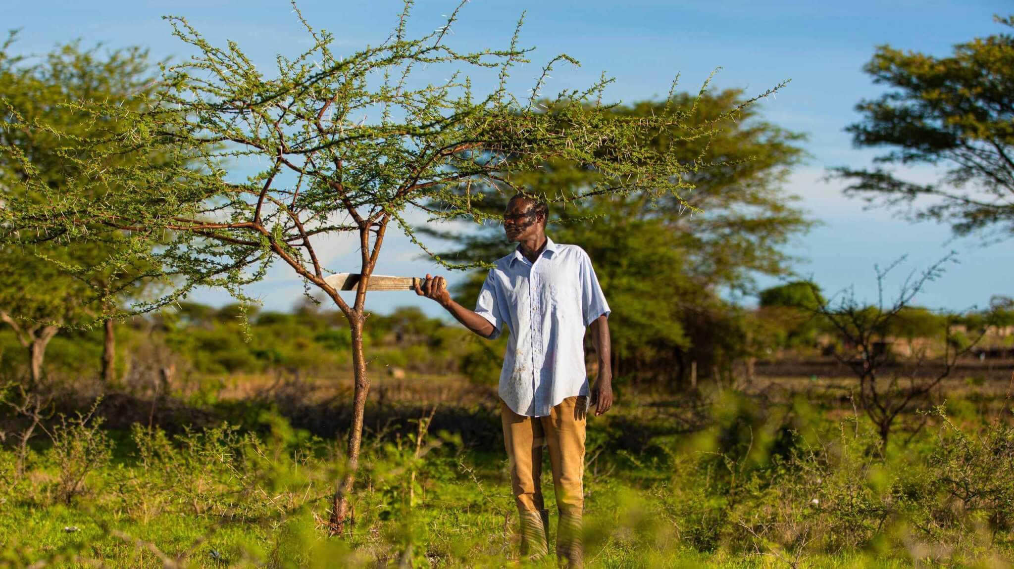 Farmer practicing FMNR