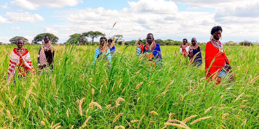 Grass seed banks home page