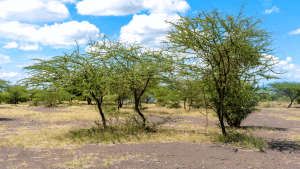 Treecovery tree Arusha Tanzania 2024