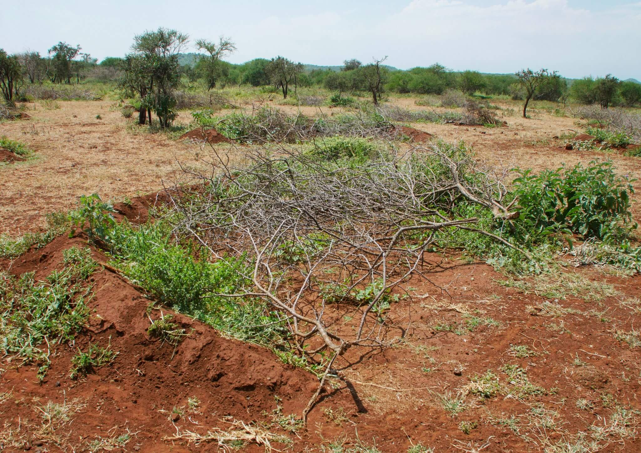 5 Daks 01 2025 Langata _ Bunds _ Kuku Chyulu _ Kenya