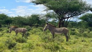 Grevy Zebras Samburu County