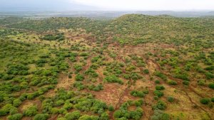 Regreened landscape in Kenya