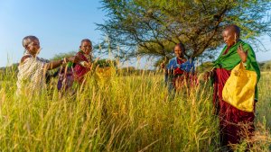 Women in the grass seed banks