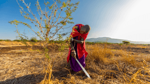 Regreening in action: Kisiki Hai in Tanzania