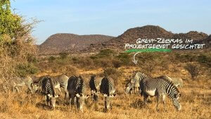 Grevy zebras spotted on Justdiggit project site