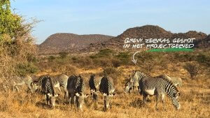 Grevy zebras gespot Justdiggit